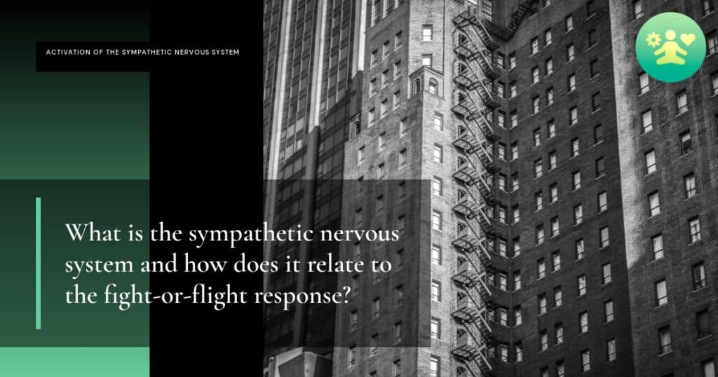 What is the sympathetic nervous system and how does it relate to the fight-or-flight response?