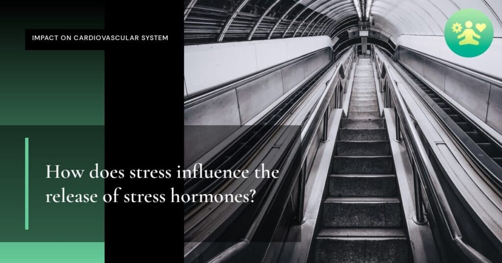 How does stress influence the release of stress hormones?