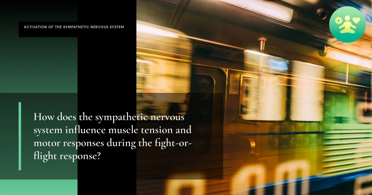 How does the sympathetic nervous system influence muscle tension and ...